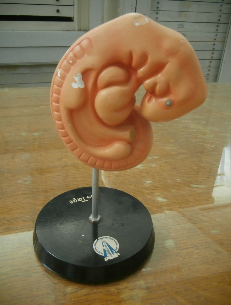 modello anatomico, MS 11 embrione umano (seconda metà XX sec)
