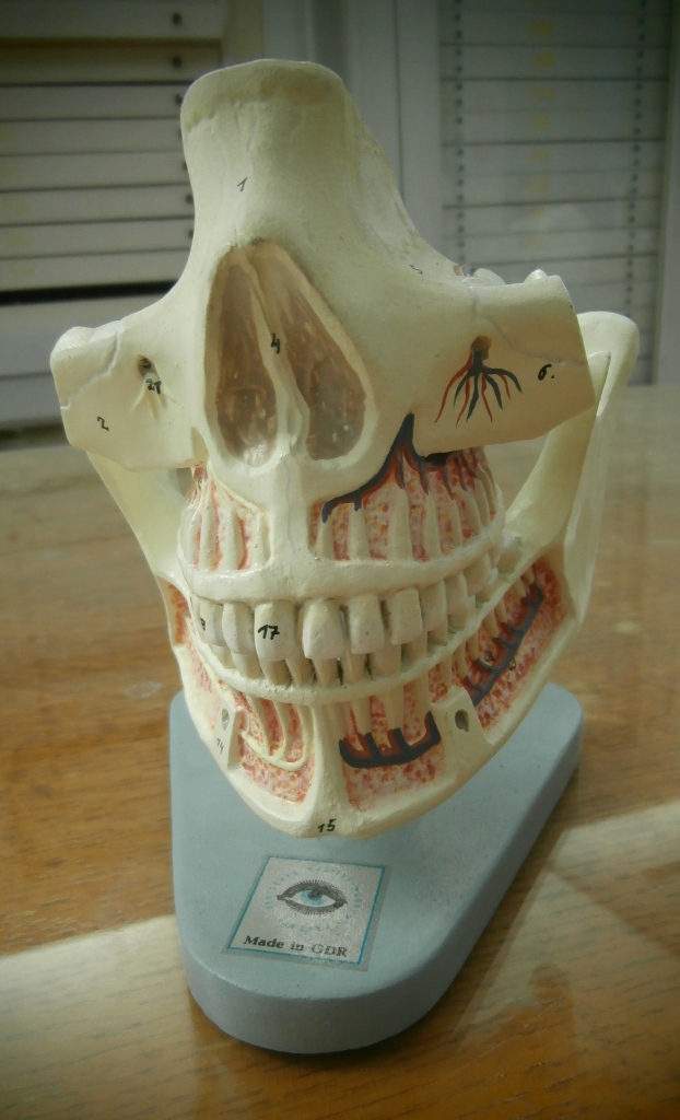 modello anatomico, mandibola umana superiore e inferiore (seconda metà XX sec)