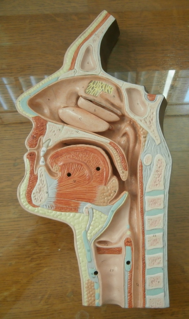 modello anatomico, sezione mediana della testa (seconda metà XX sec)