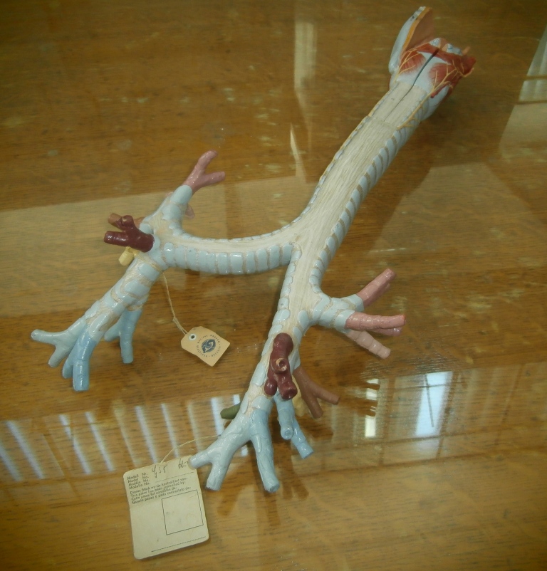 modello anatomico, GS 5 laringe con trachea (seconda metà XX sec)