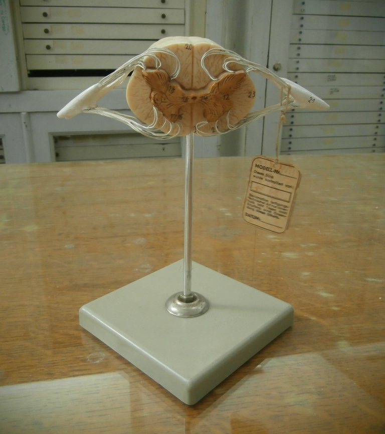 modello anatomico, BS 33 midollo spinale con rami nervosi (seconda metà XX sec)
