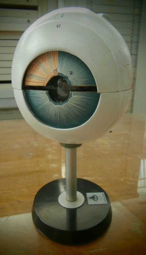 modello anatomico, bulbo oculare (seconda metà XX sec)