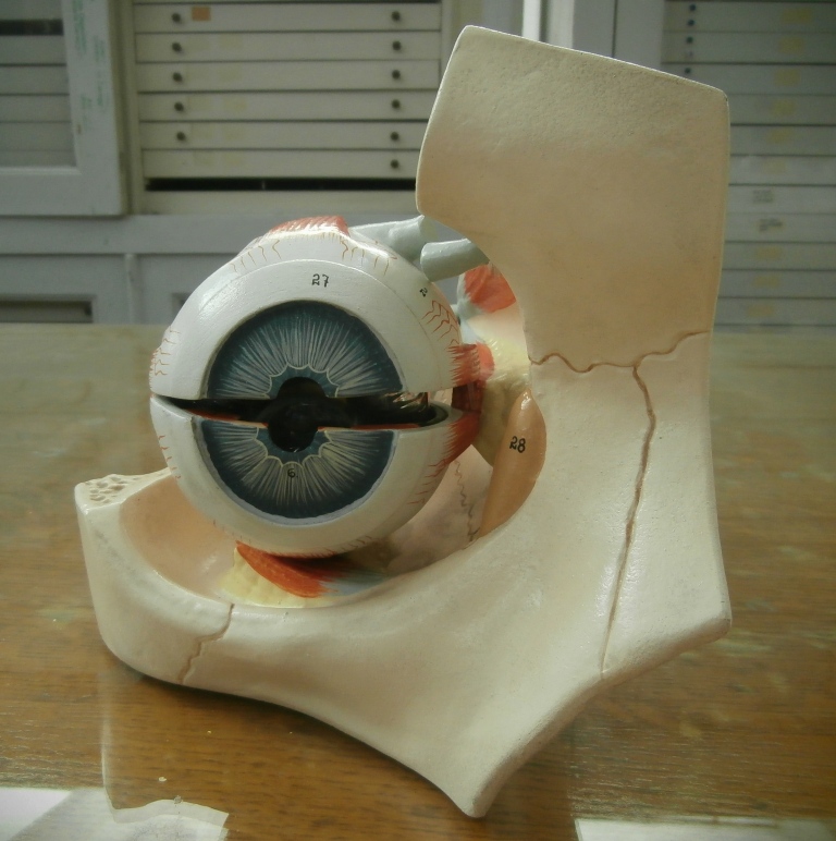 modello anatomico, bulbo oculare e orbita (seconda metà XX sec)