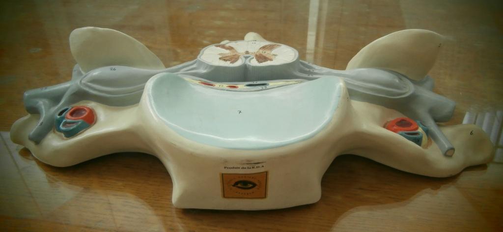 modello anatomico, vertebra cervicale (seconda metà XX sec)