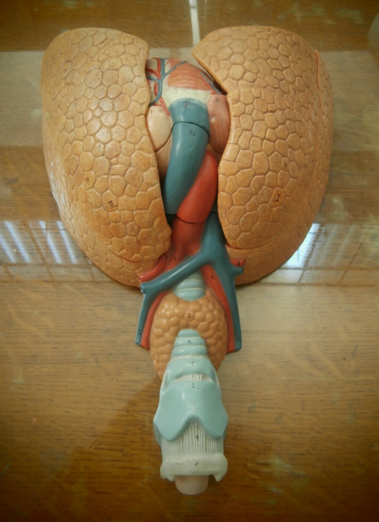 modello anatomico, polmoni con diaframma, cuore e laringe (seconda metà XX sec)