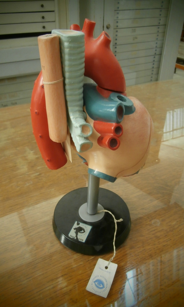 modello anatomico, cuore (seconda metà XX sec)