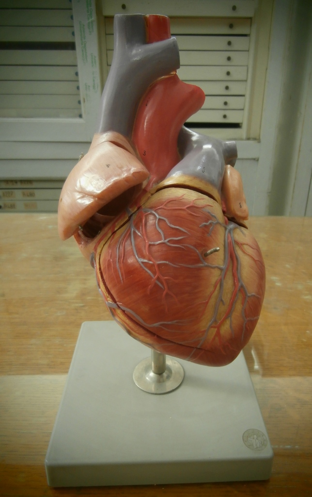 modello anatomico, cuore (seconda metà XX sec)