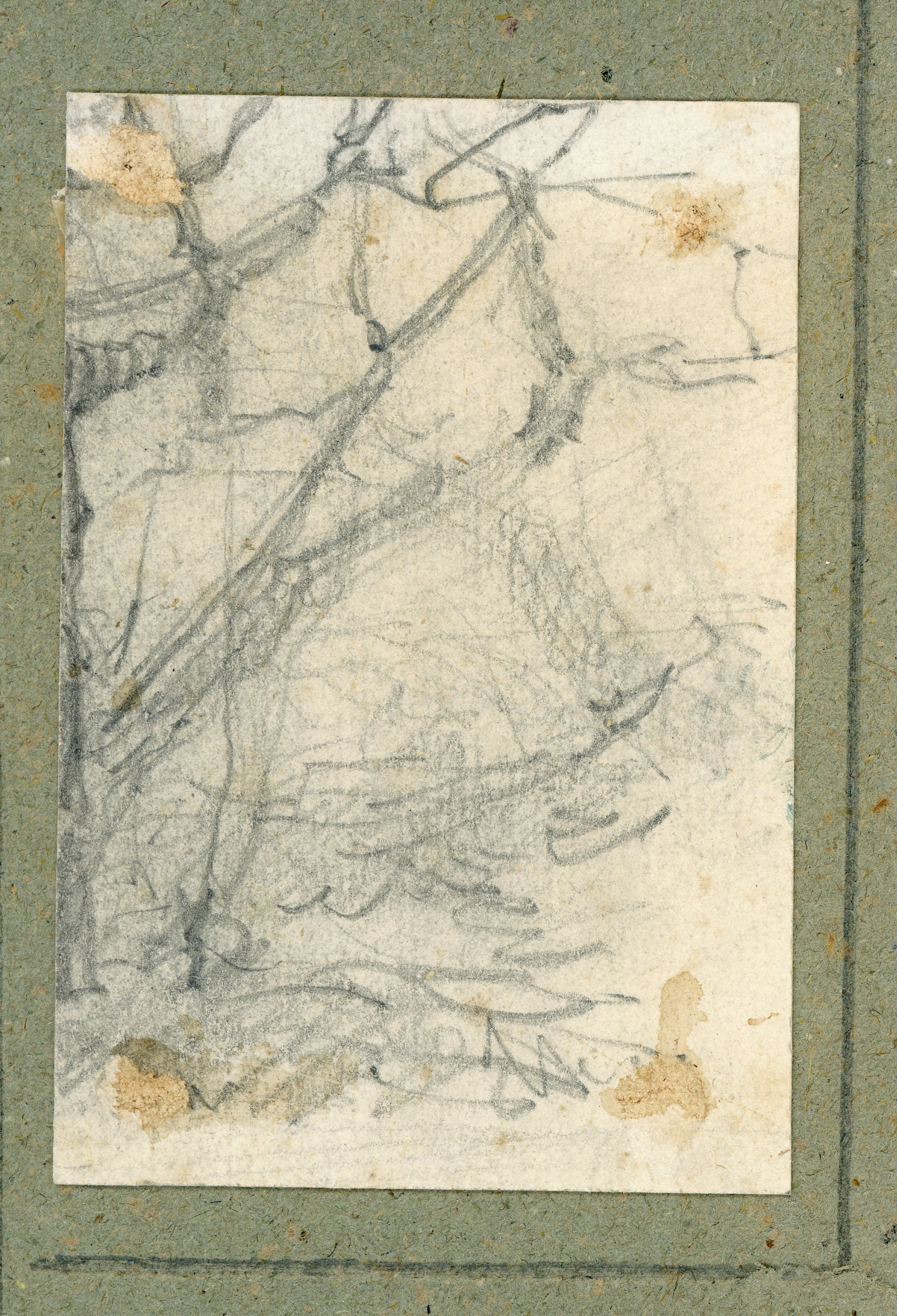 Rami spogli, studio di natura (disegno) di Boggiani, Guido - ambito Italia settentrionale (seconda metà XX)