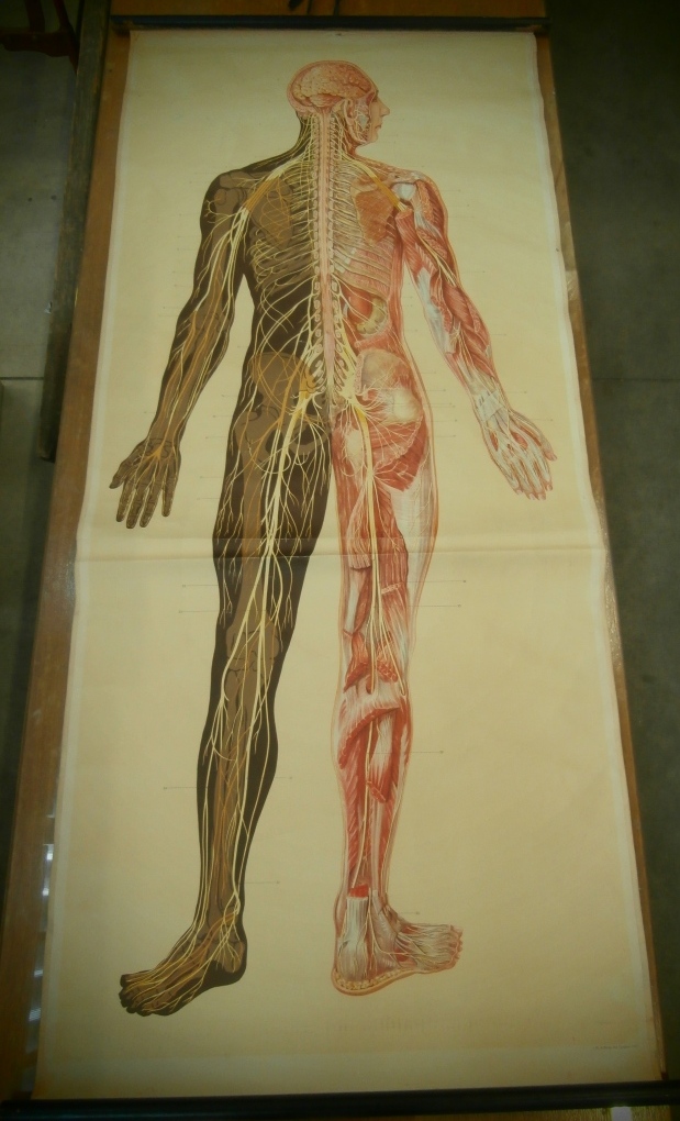 tavola parietale, figura umana intera (seconda metà XX sec)