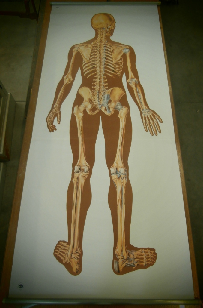 tavola parietale, 2000/II Scheletro dell'uomo con legamenti/posteriore (seconda metà XX sec)