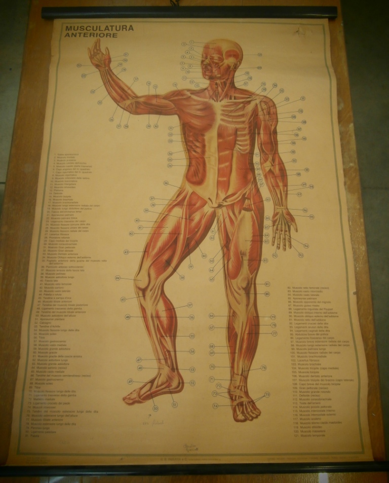 tavola parietale, muscolatura umana anteriore tav. II (seconda metà XX sec)