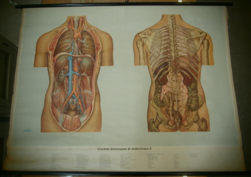 tavola parietale, visceri del torace e addominali II (seconda metà XX sec)