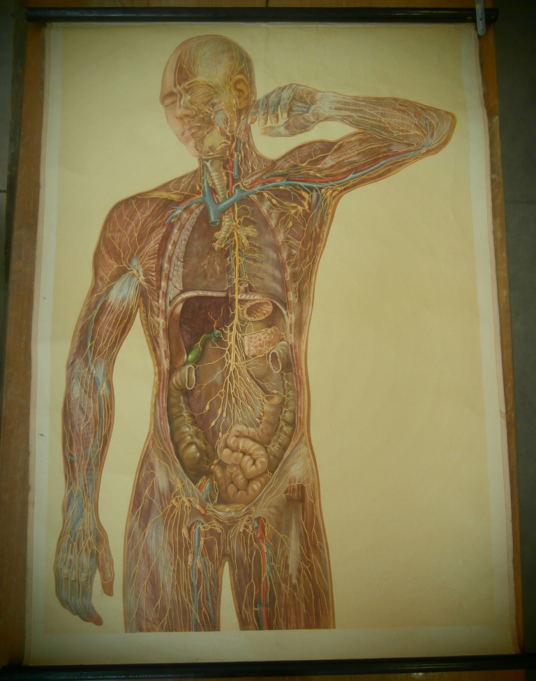 tavola parietale, sistema linfatico (seconda metà XX sec)