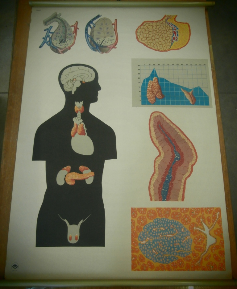 tavola parietale, 2046 ghiandole endocrine (seconda metà XX sec)