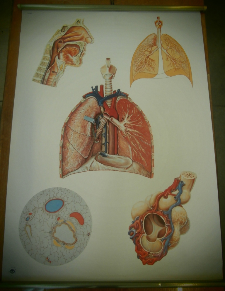 tavola parietale, 2036 gli organi della respirazione (seconda metà XX sec)