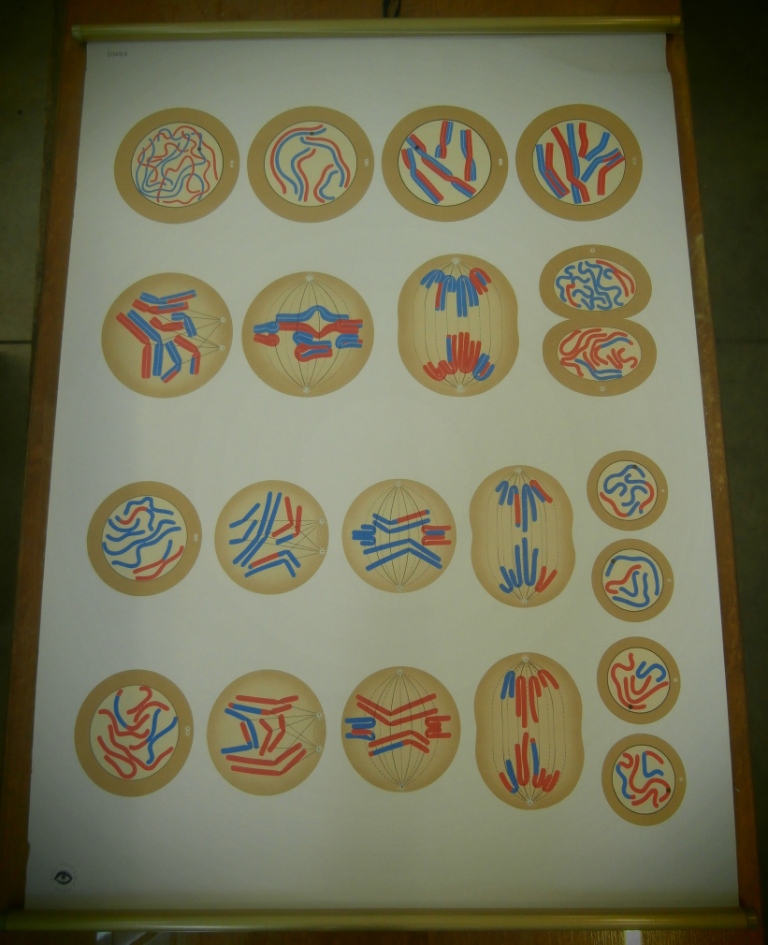 tavola parietale, 2049/II divisione cellulare (seconda metà XX sec)