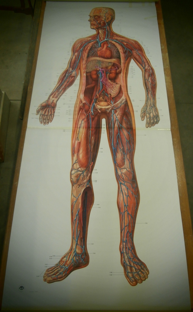 tavola parietale, 2004 il cuore e i vasi sanguigni (seconda metà XX sec)