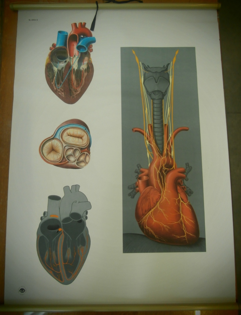 tavola parietale, 2053/II il cuore (seconda metà XX sec)