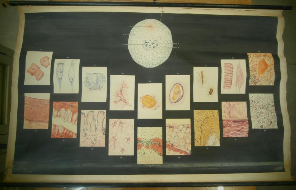 tavola parietale, cellule (seconda metà XX sec)