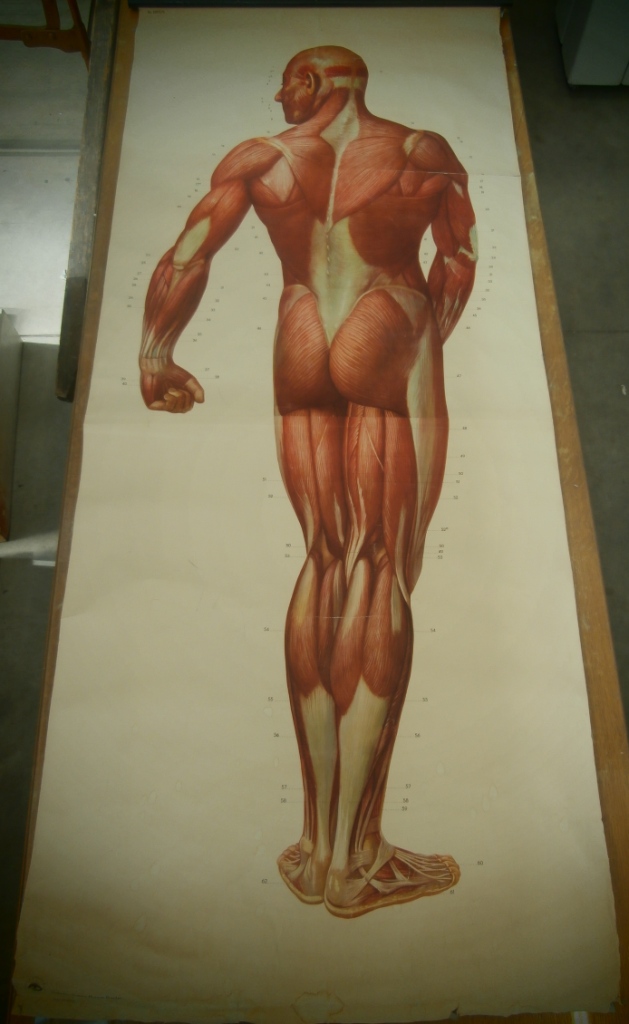 tavola parietale, 2003/II i muscoli dell'uomo/parte posteriore (seconda metà XX sec)