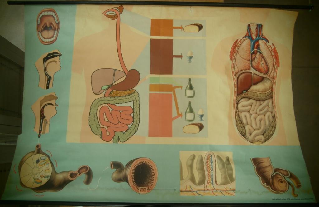 tavola parietale, l'apparato digerente (seconda metà XX sec)