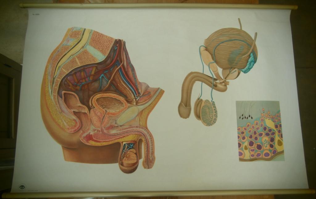 tavola parietale, 2020 l'organo genitale maschile (seconda metà XX sec)