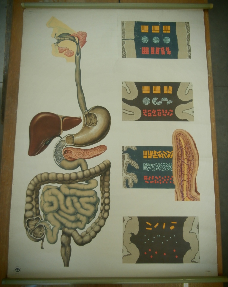 tavola parietale, 2043 la digestione (seconda metà XX sec)