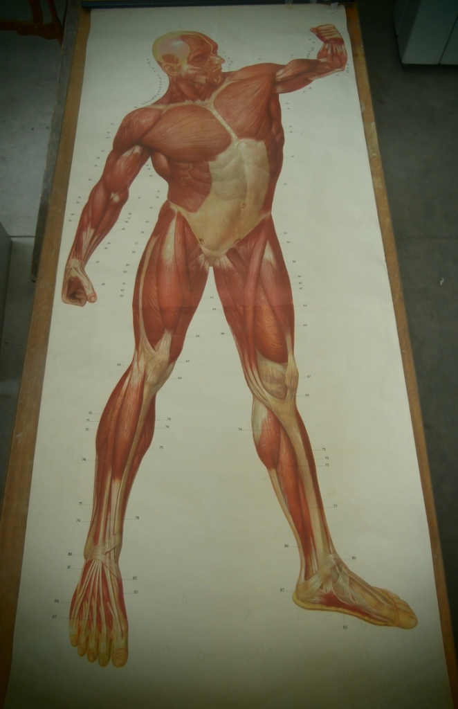 tavola parietale, 2003/I i muscoli dell'uomo/parte anteriore (seconda metà XX sec)