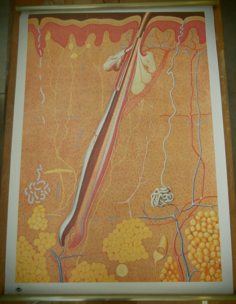 tavola parietale, 2023 la pelle (seconda metà XX sec)