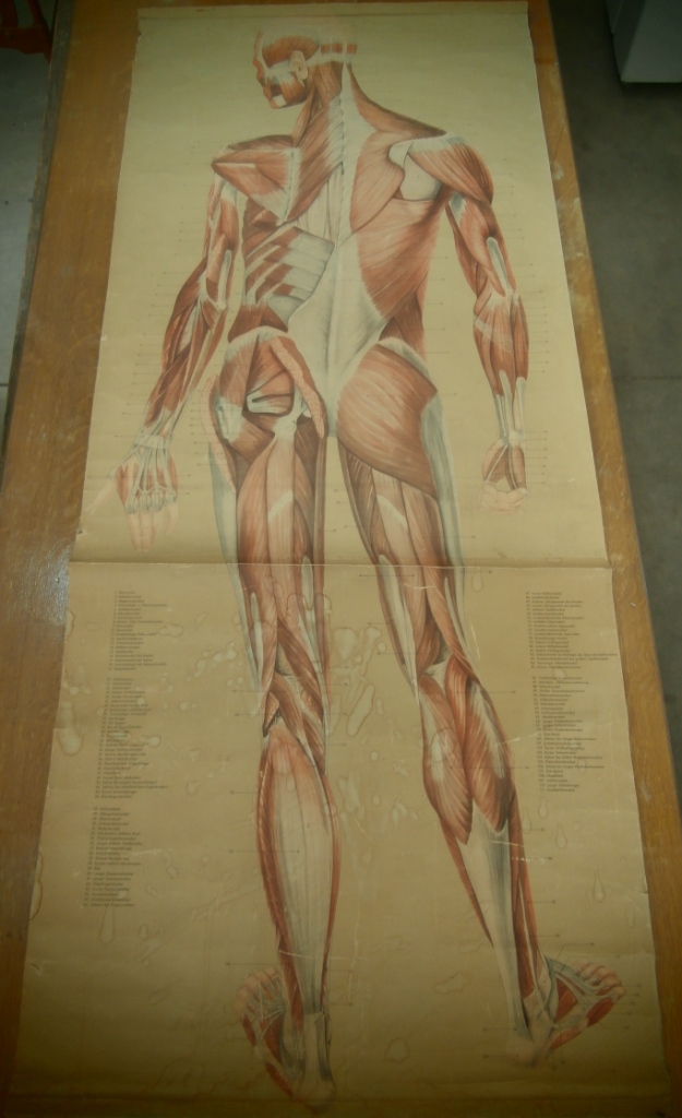 tavola parietale, muscolatura posteriore (seconda metà XX sec)