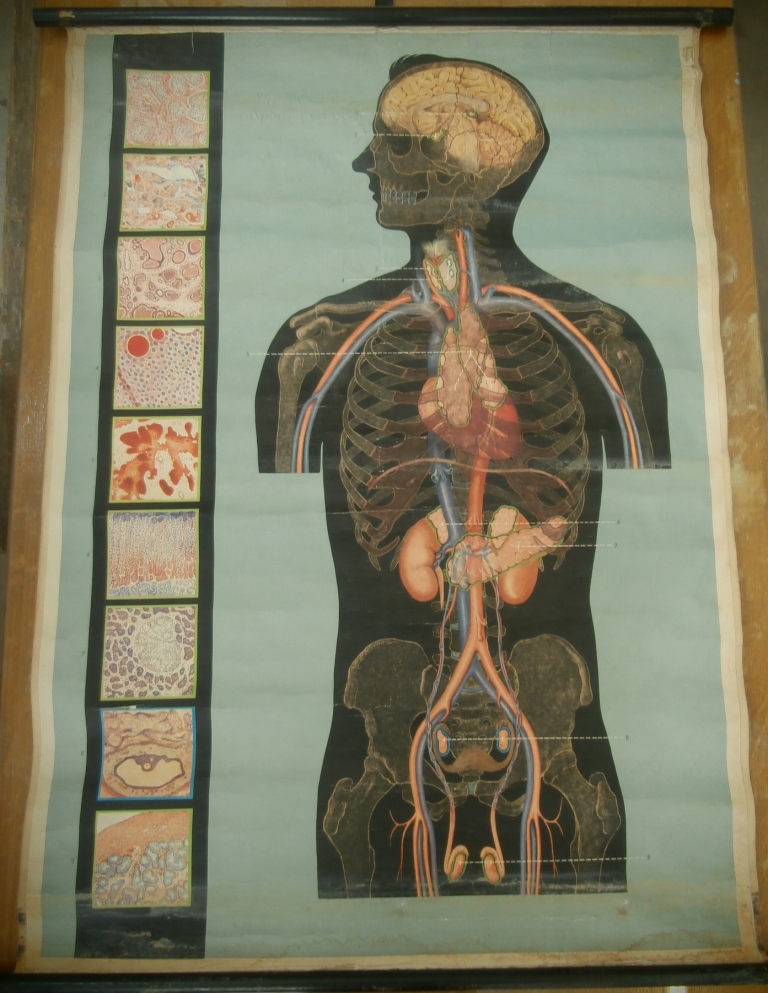 tavola parietale, ghiandole a secrezione interna (seconda metà XX sec)