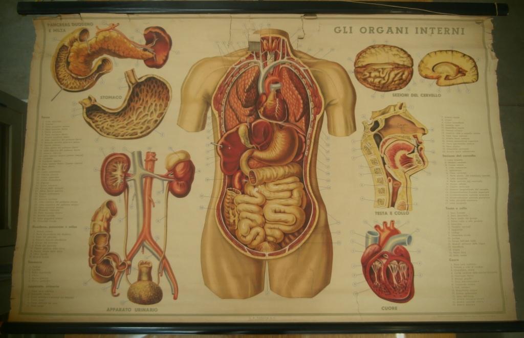 tavola parietale, gli organi interni (seconda metà XX sec)
