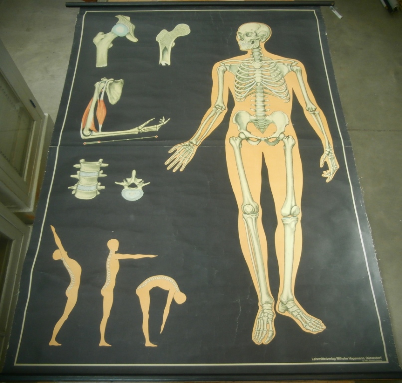 tavola parietale, scheletro anteriore (seconda metà XX sec)