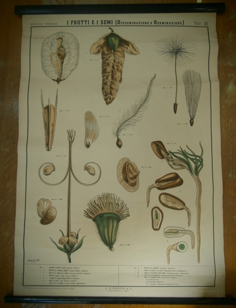 tavola parietale, tavola XI frutti e semi (seconda metà XX sec)