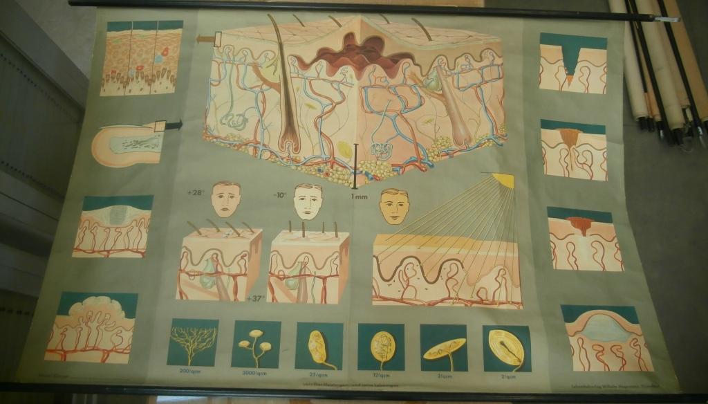 tavola parietale, tav. 8 la pelle e il suo aspetto (seconda metà XX sec)