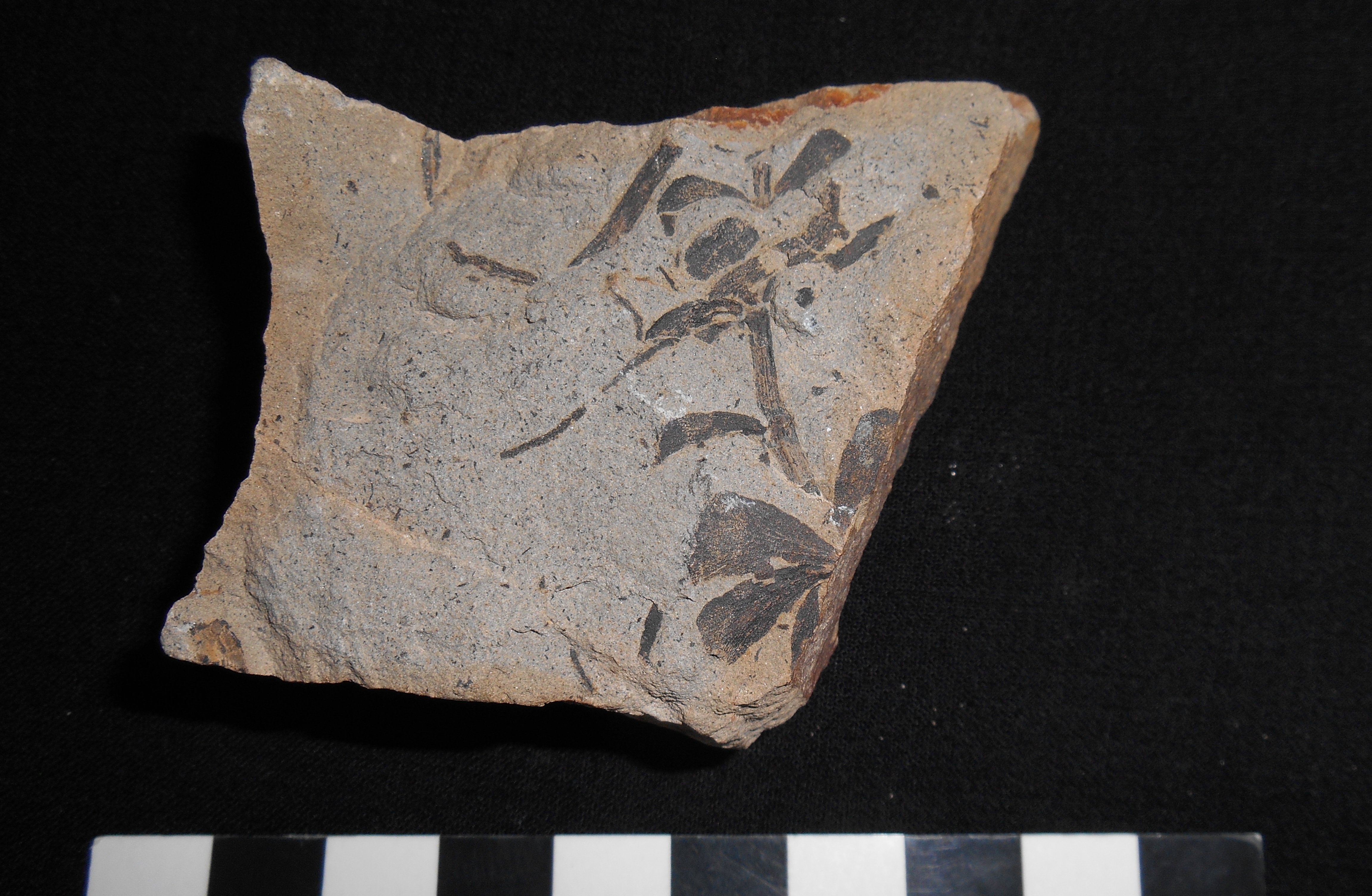 fossile (impronte e compressioni vegetali su lastra, esemplare)