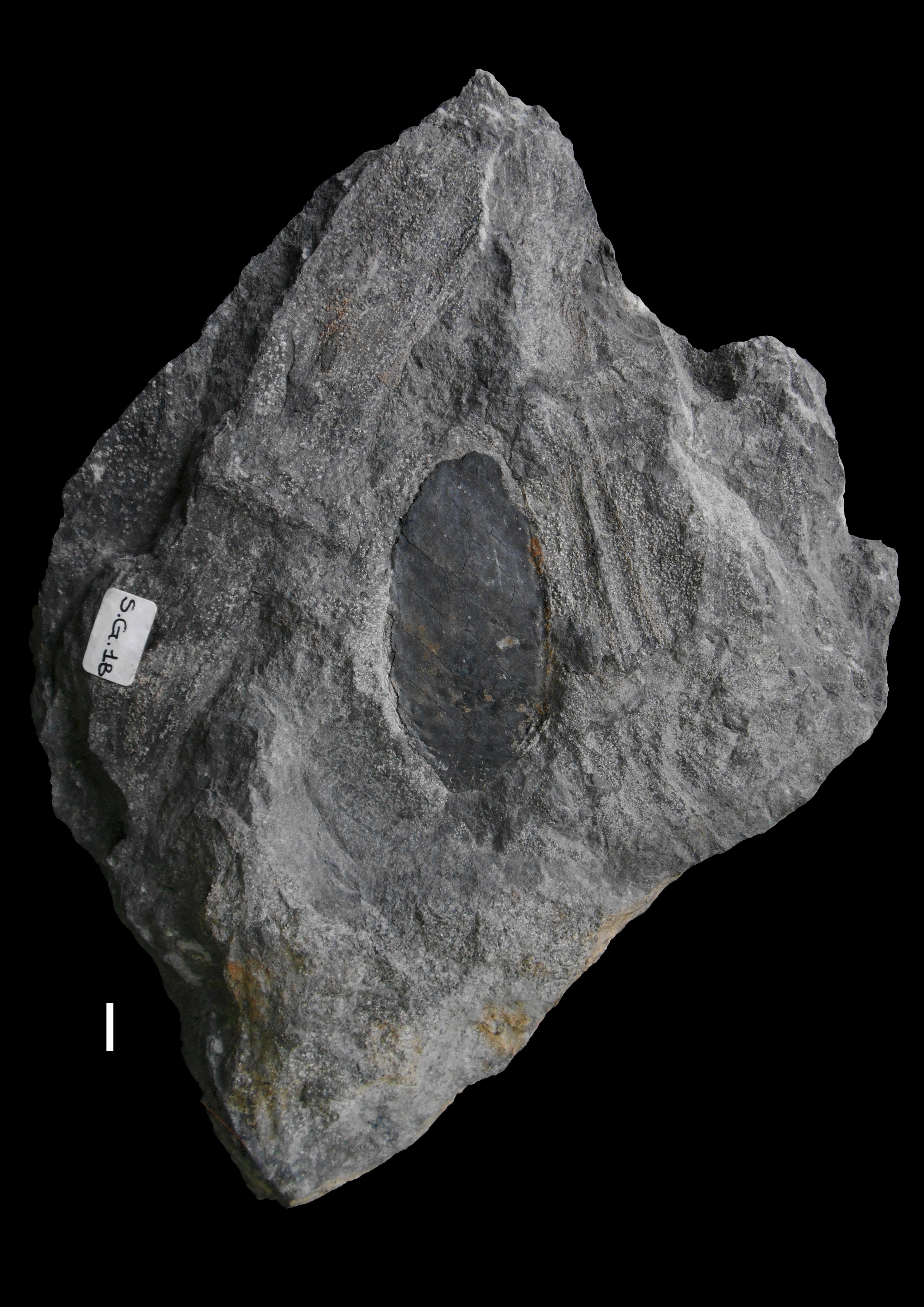 fossile (cono, esemplare)