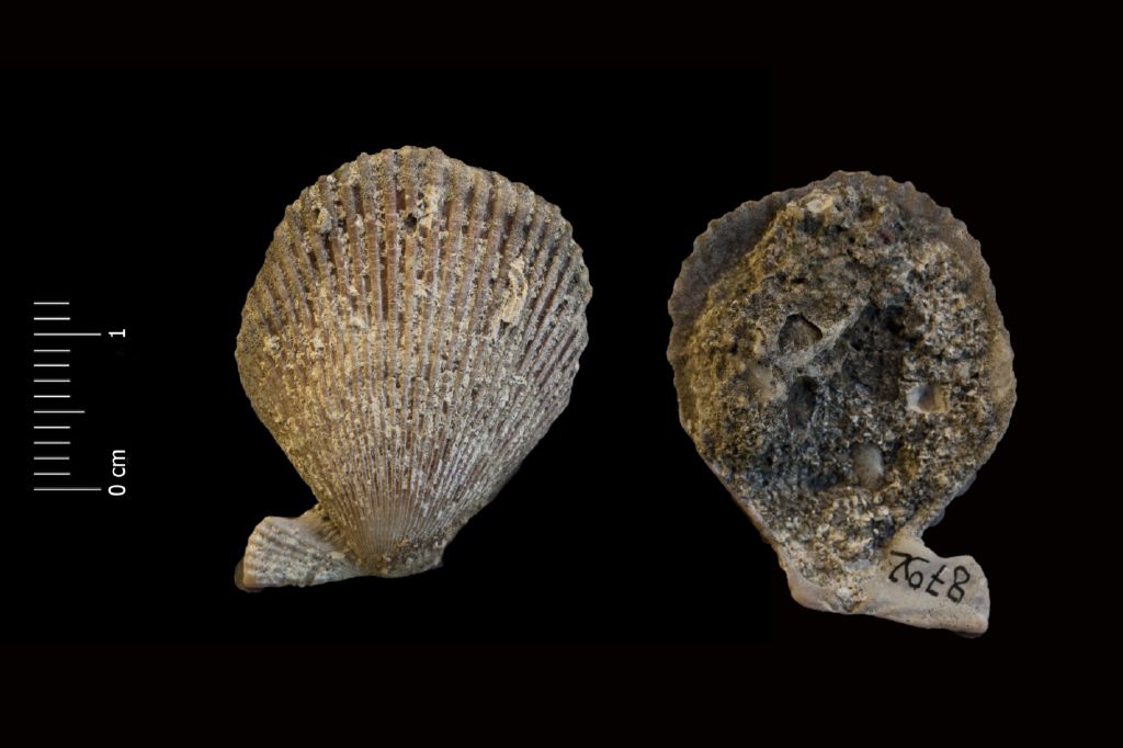 fossile (invertebrato, esemplare)