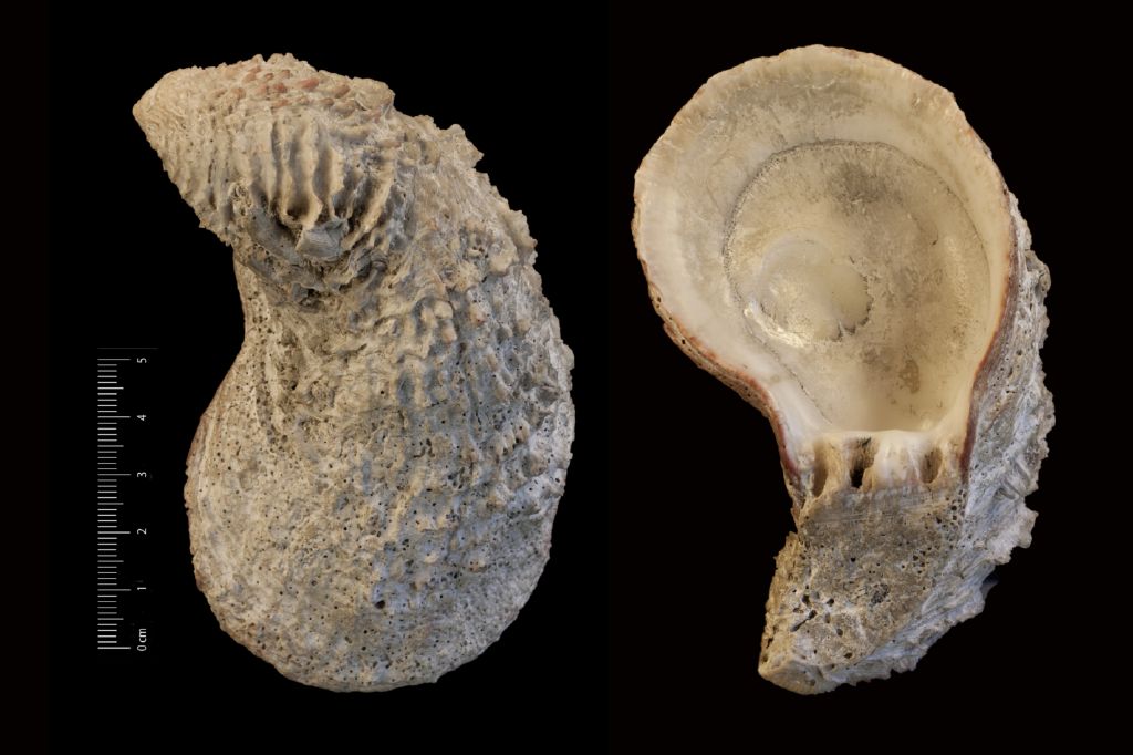 fossile (invertebrato, esemplare)