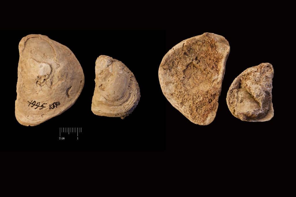 fossile (invertebrato, serie)