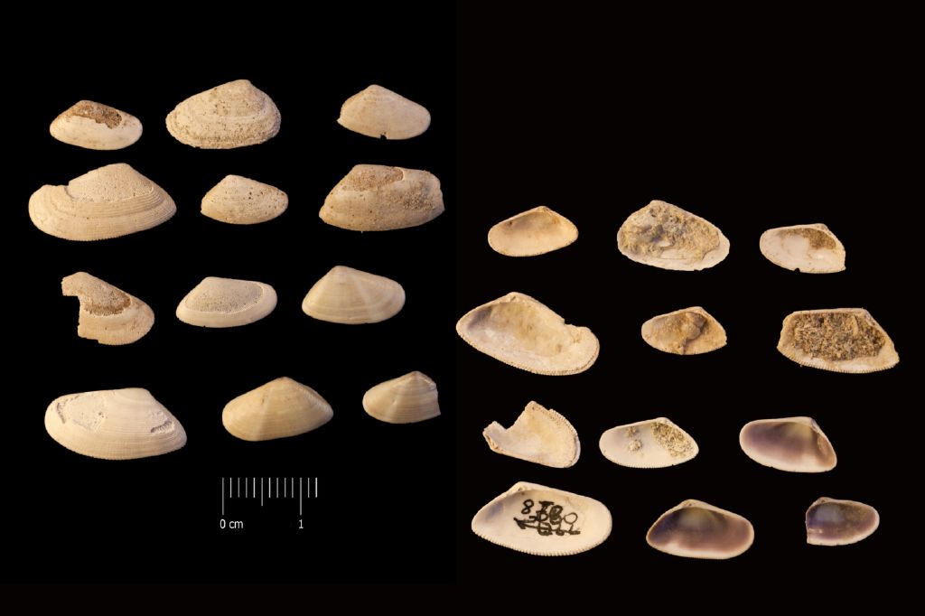 fossile (invertebrato, serie)