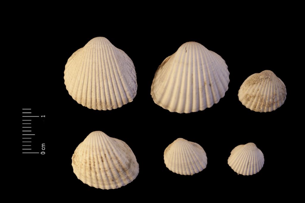 fossile (invertebrato, serie)