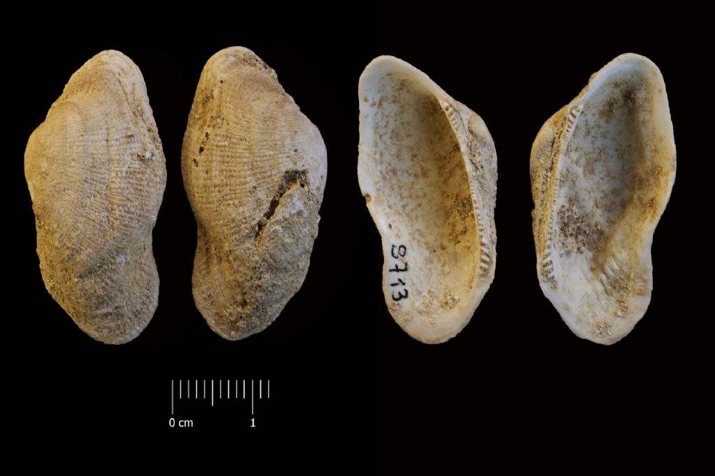 fossile (invertebrato, esemplare)