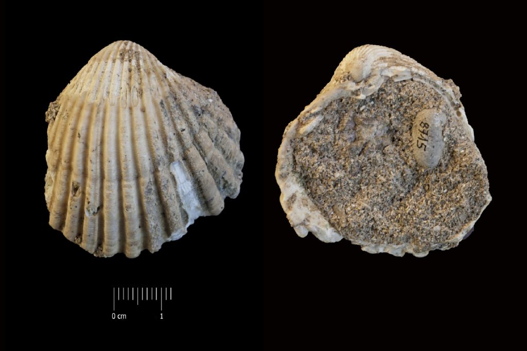 fossile (invertebrato, esemplare)