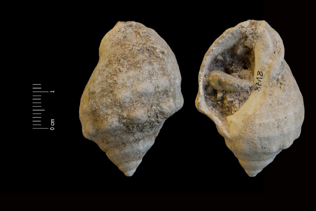 fossile (invertebrato, esemplare)