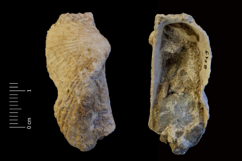 fossile (invertebrato, esemplare)