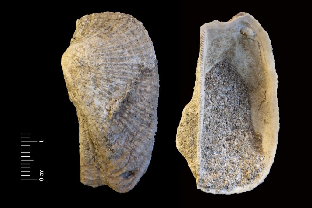 fossile (invertebrato, esemplare)