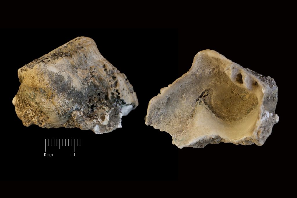 fossile (invertebrato, esemplare)