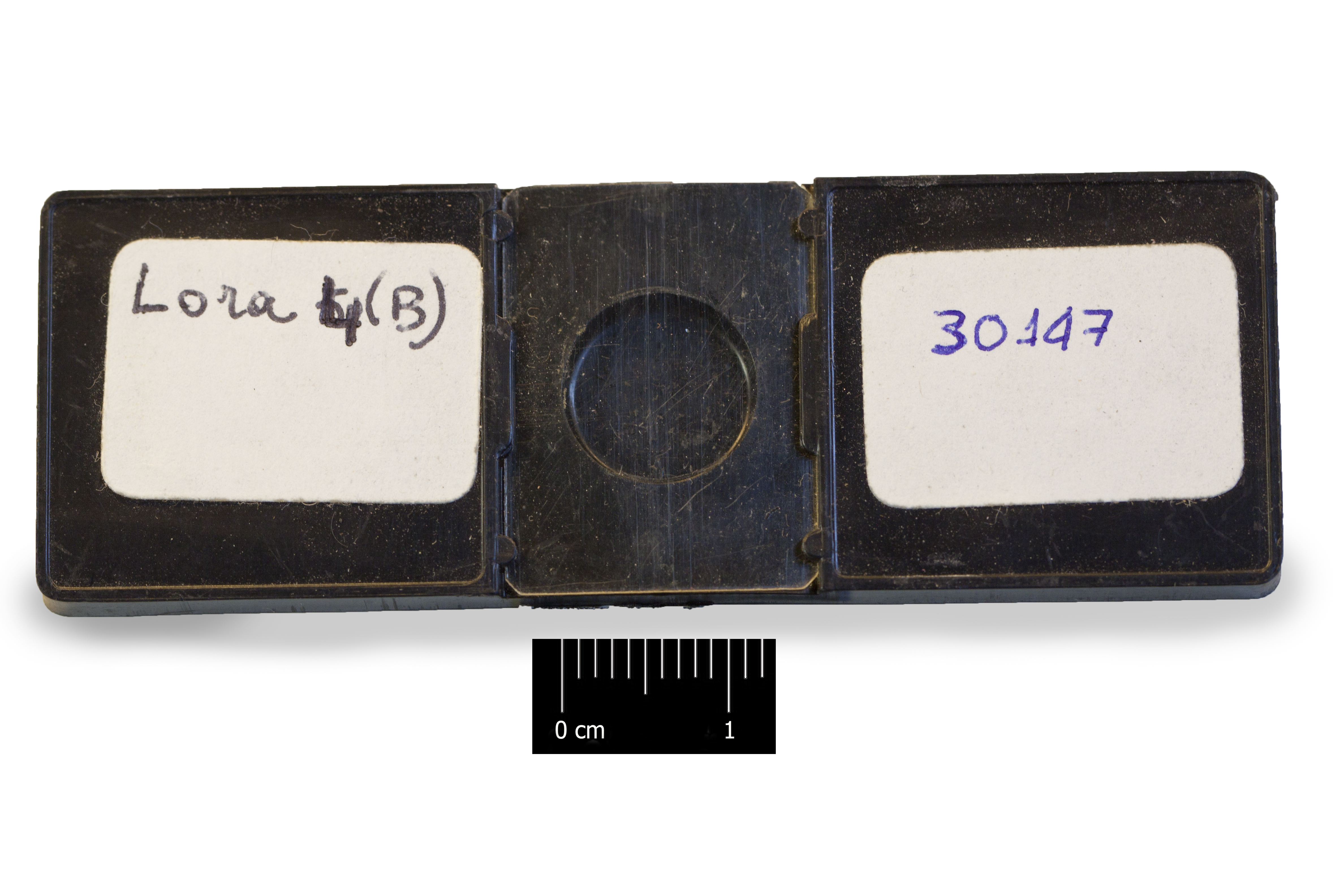 preparato per microscopio (Fossile, associazione fossile)