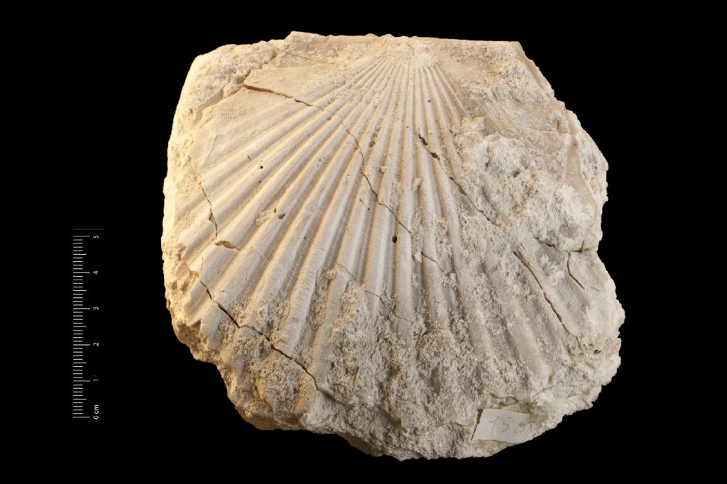 fossile (invertebrato, esemplare)